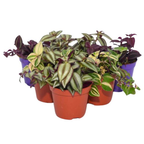 Collection of 6 Inch Plants